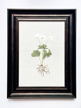 Load image into Gallery viewer, Snowdrop Windflower