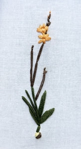 Saffron-colored Ixia