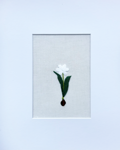 White Tulip