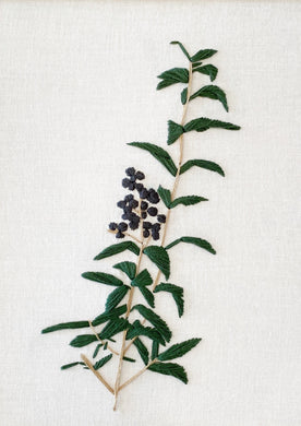 Privet Berries panel