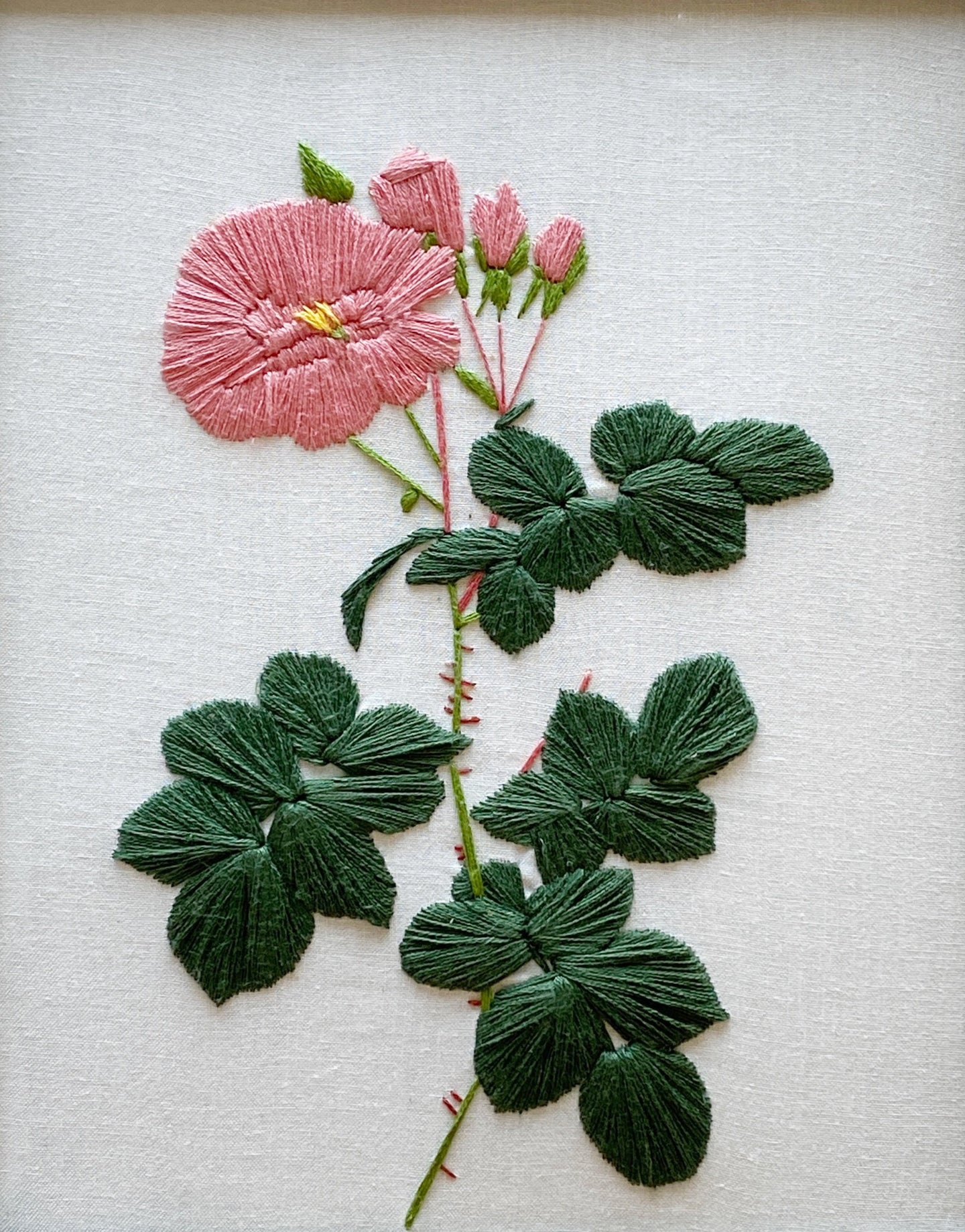 Rosa 'Celestial' panel