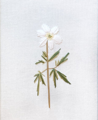 Wood Anemone panel