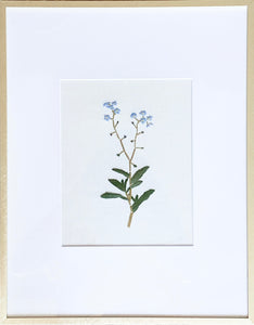 Forget-me-not