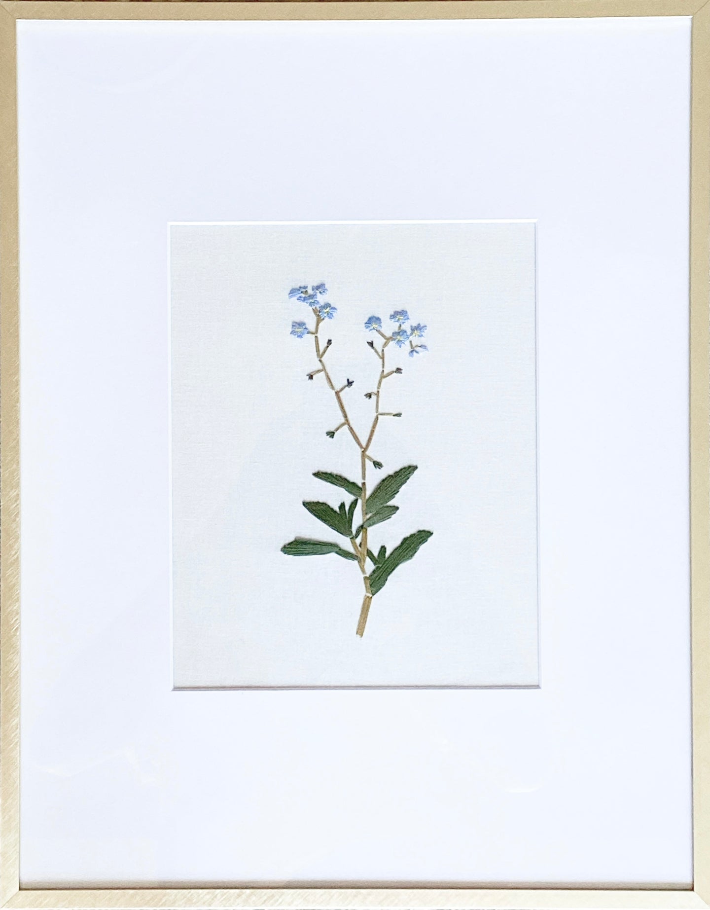 Forget-me-not