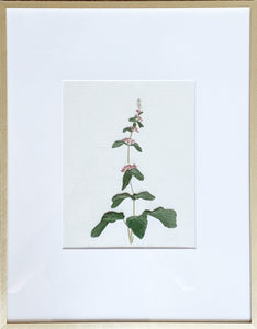 German hedge-nettle