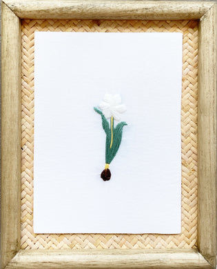 White Tulip