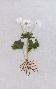 Snowdrop Windflower